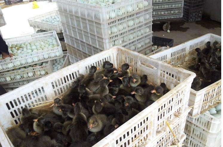 西安金定鸭苗 金锭蛋鸭 脱温苗  出壳苗  包运输包疫苗