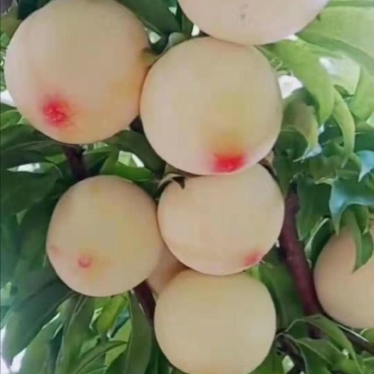 盖州市红美人李子苗 喜欢种植美人醉李子的朋友找我