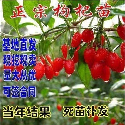 红枸杞苗 枸杞树苗 基地直发 现挖现发，保证成活率，包邮