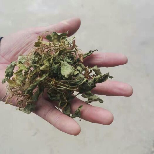洋县 紫花地丁草犁头草堇菜光瓣堇菜