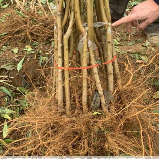 丰县桃树苗
