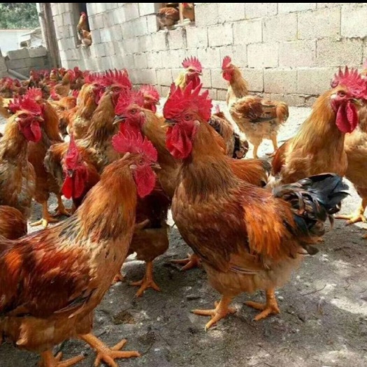 蒲江县 快大良凤花鸡苗 正宗良凤花鸡苗批发 新黄花鸡苗 黄花公鸡苗
