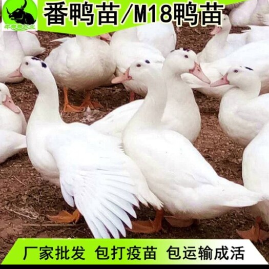 南宁一点花鸭苗 m18一点黑