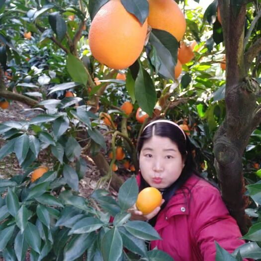 秭归县 秭归脐橙