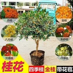  桂花树苗，带花苞带原土发货，成活率高，包邮