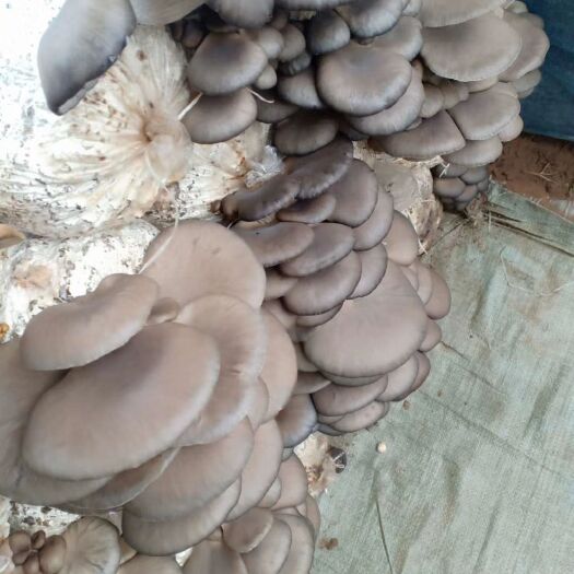 成安县鲜平菇 新鲜蘑菇，物美价廉，产地直销