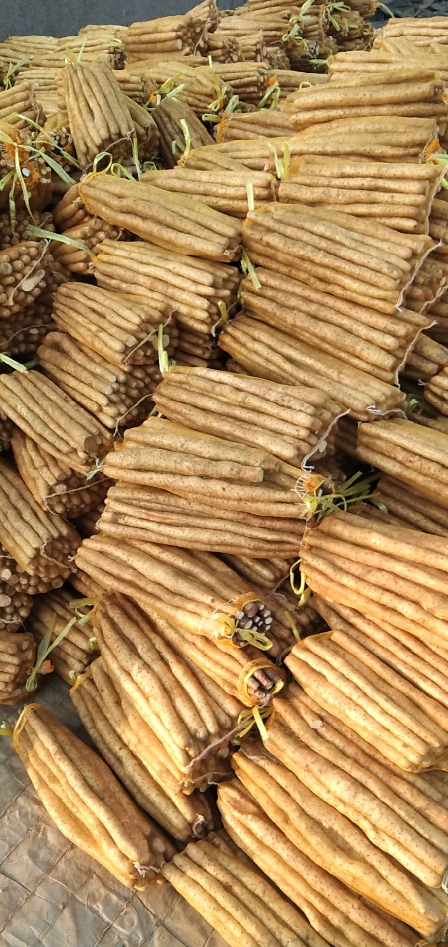 河北饶阳新鲜小白嘴山药 现挖现发 农场直供