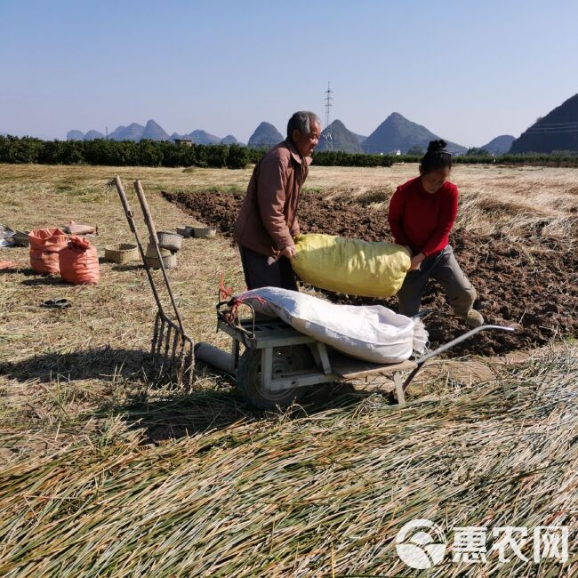 马蹄  荸荠   地栗  当季水果 脆甜化渣  产地直发 包