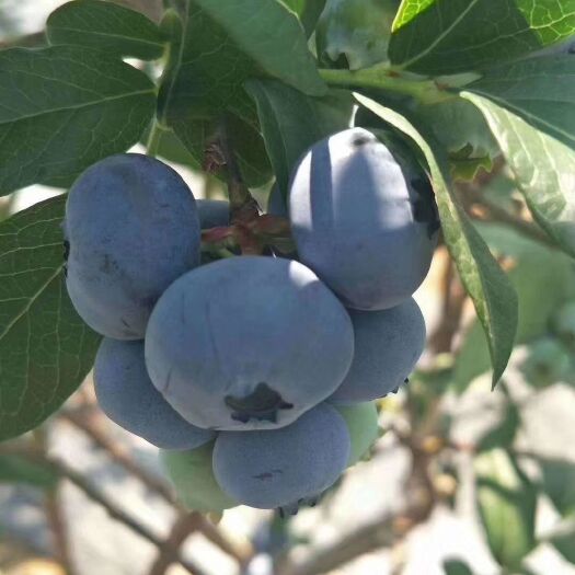 宽甸县蓝莓果脯 蓝莓干
