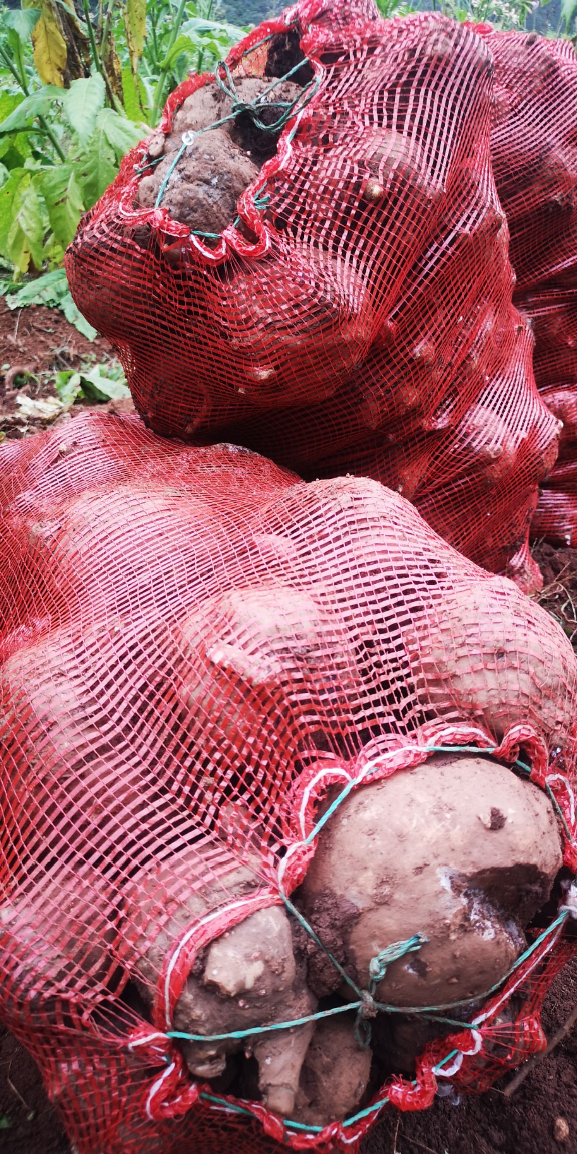 魔芋干片 干白魔芋片