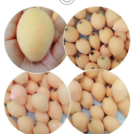 米易县米易枇杷 物美价廉，口感好，
