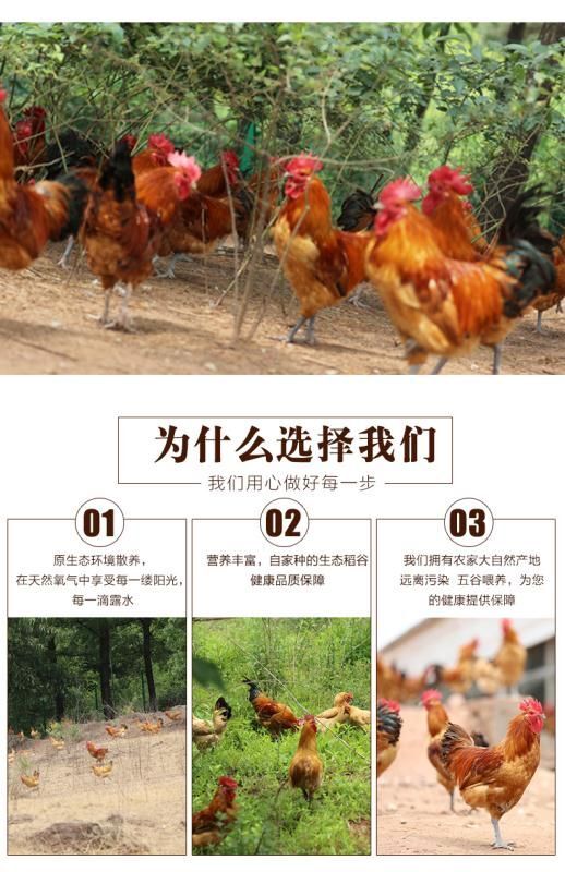 沭阳县 农村散养草公鸡