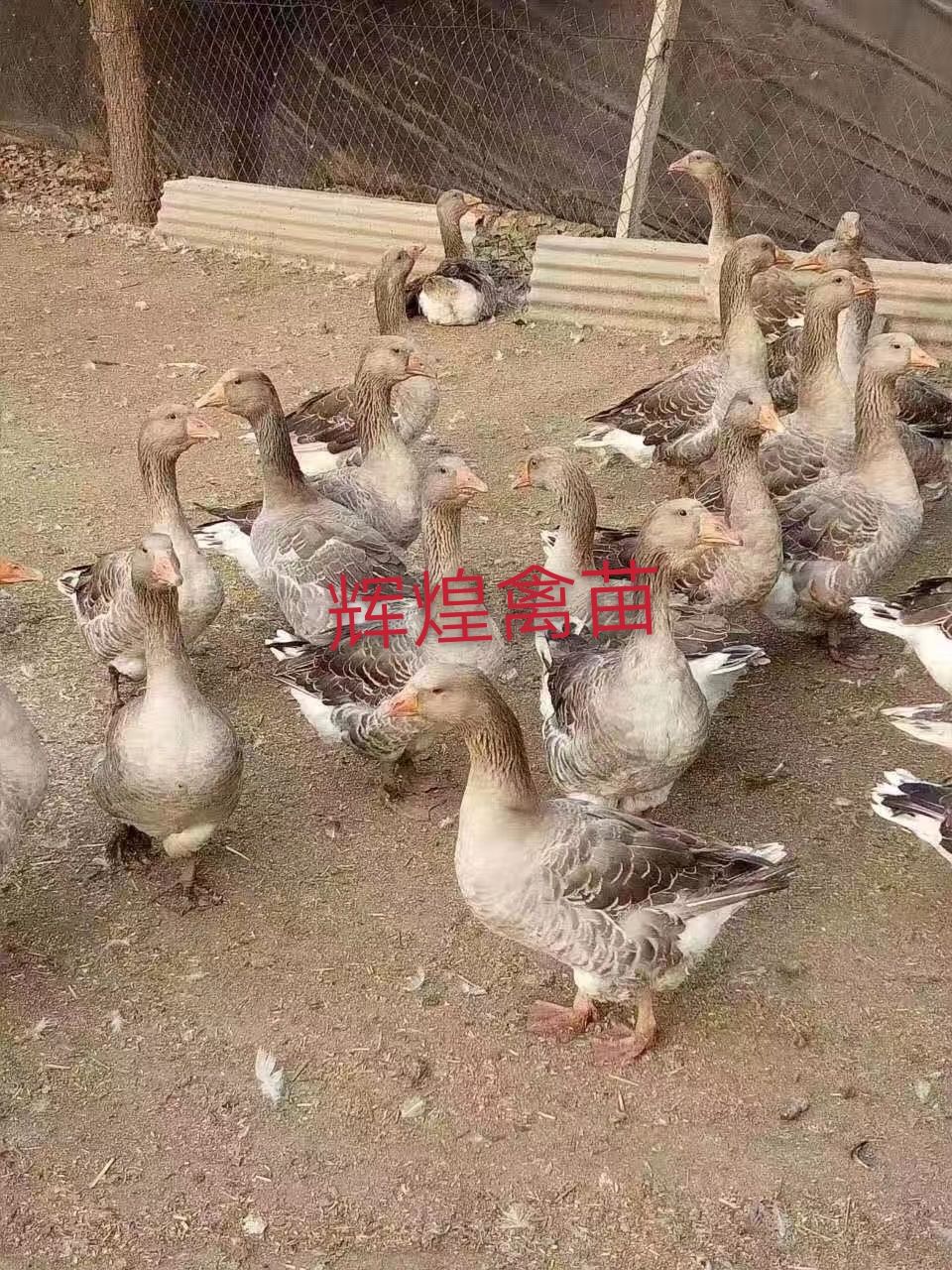  朗德鹅苗 贵妃鸡苗 白鸭苗  出壳包打疫苗