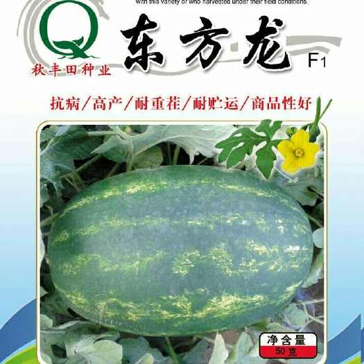 西瓜种子 东方龙