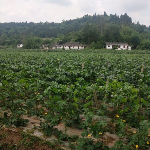 遂宁疏林地  300亩蔬菜地寻有技术的合伙人，或转租