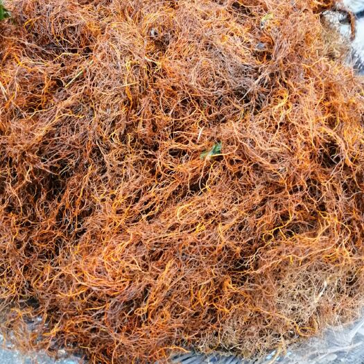 乐山 黄连根，鲜货