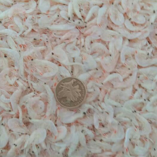 滨州虾皮  刚到的新鲜，质优价廉