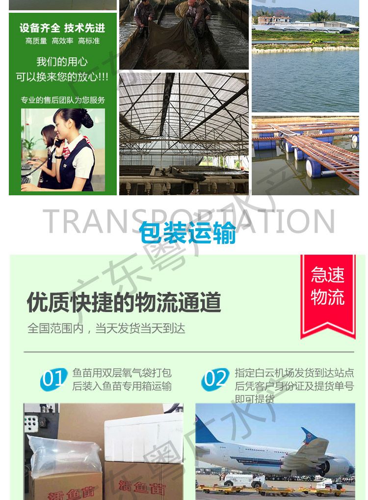 乌鳢苗 黑鱼苗首批杂交黑鱼苗 财鱼苗生鱼苗淡水养殖鱼苗批发