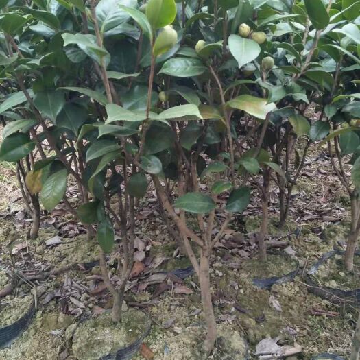 益阳 带盘茶花苗