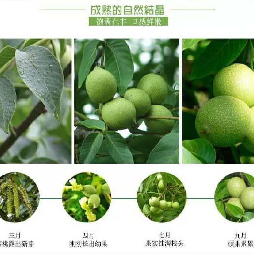 平邑县 核桃树苗嫁接核桃苗8518纸皮南方北方种植盆栽地栽果树苗包