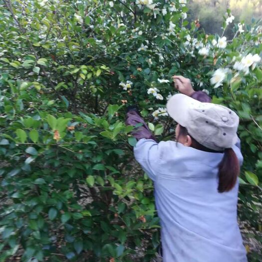 顺昌县压榨山茶油