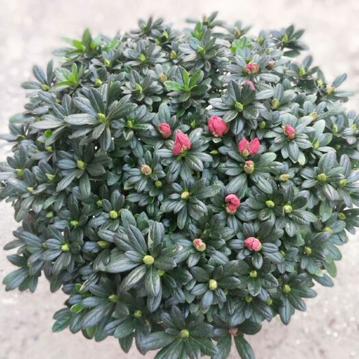 漳平市 24杯杨梅红杜鹃花，冠幅45，20棵装
