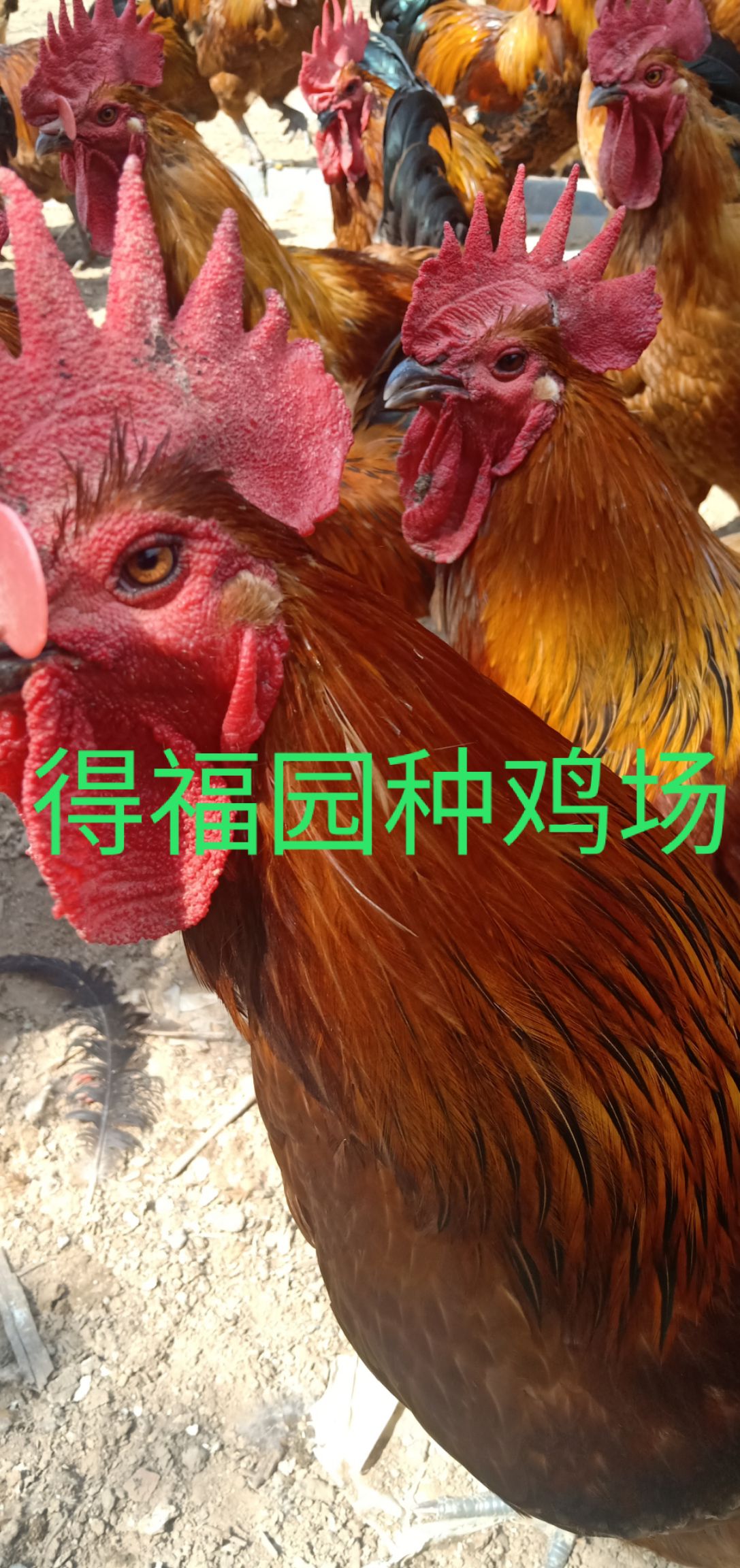 連云港雞種蛋  富鳳種雞受精種蛋場家直銷一手貨源包郵