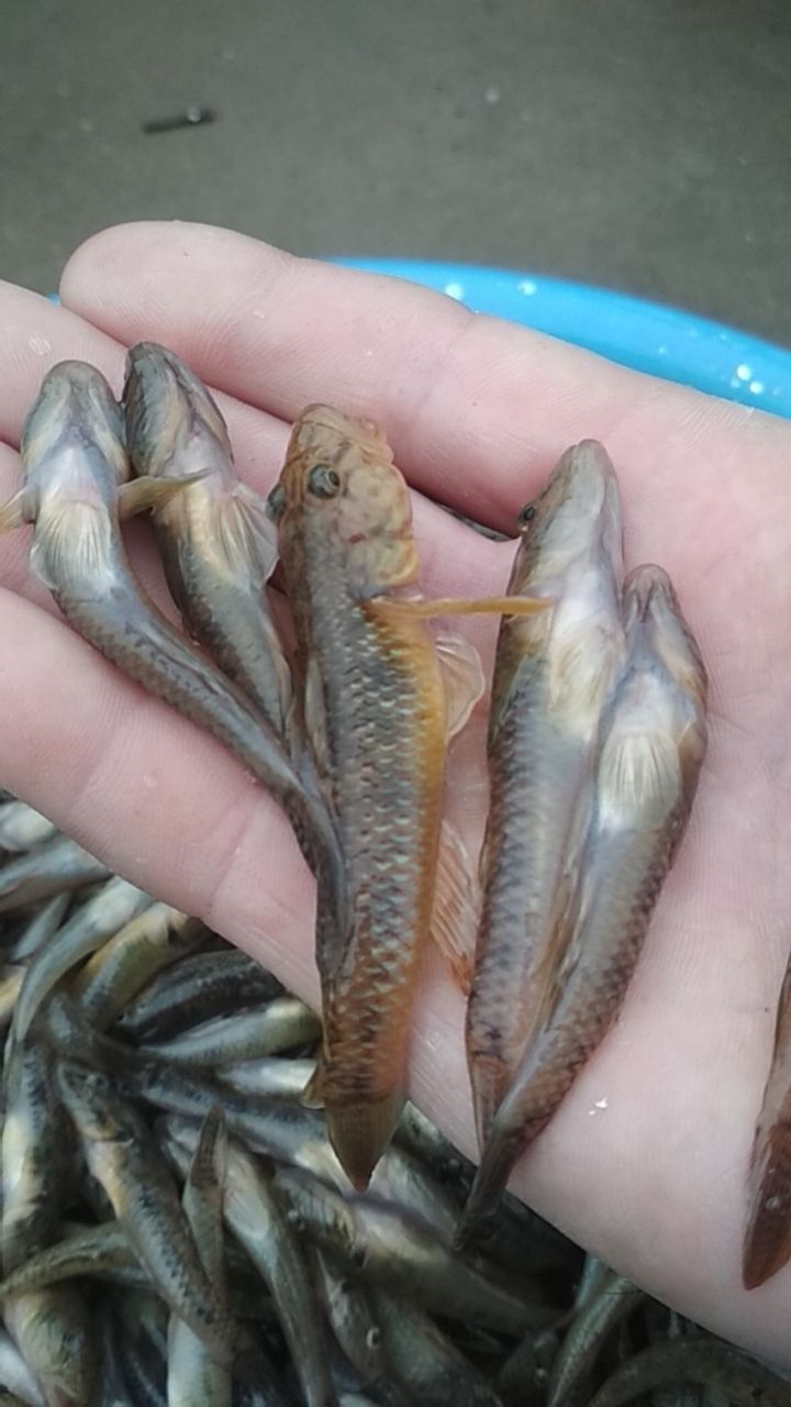  冰鲜小黄鱼