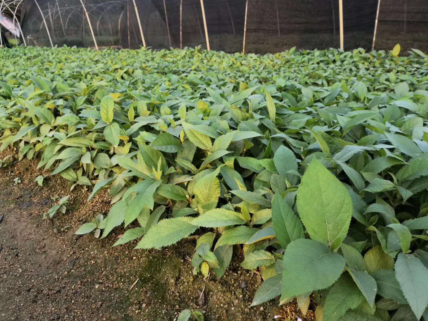 五指毛桃苗 五指毛桃无纺袋苗