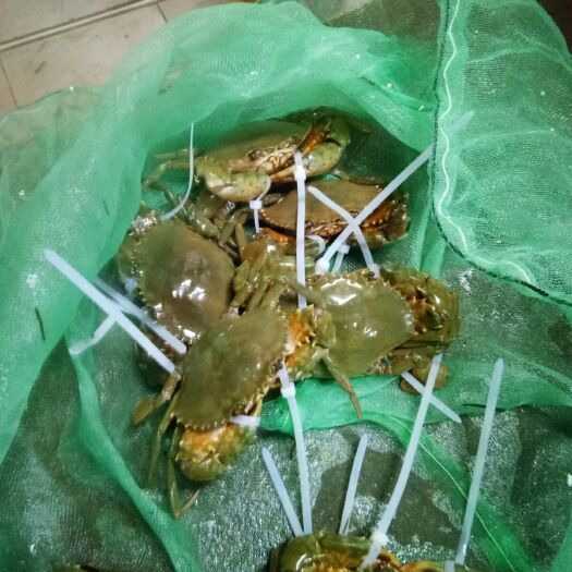 霞浦县锯缘青蟹 公蟹
