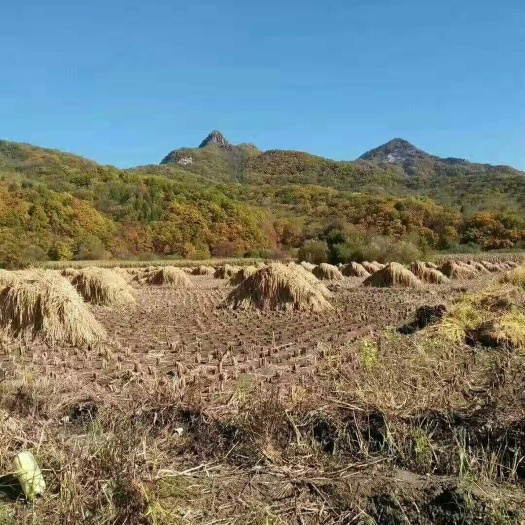 舒兰市 自家产的稻花香二号大米正在热买中过年了吃好大米这是最好