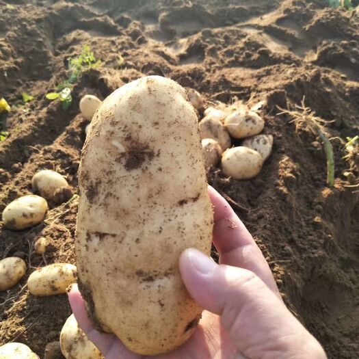 惠东县 惠东冬种土豆大量上市，欢迎咨询！