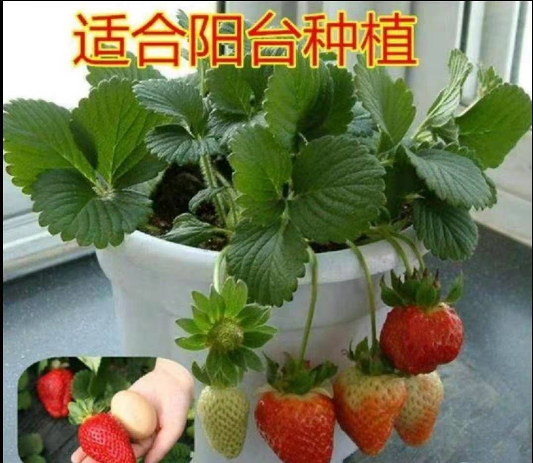  随珠草莓苗 保证成活率 保湿发货