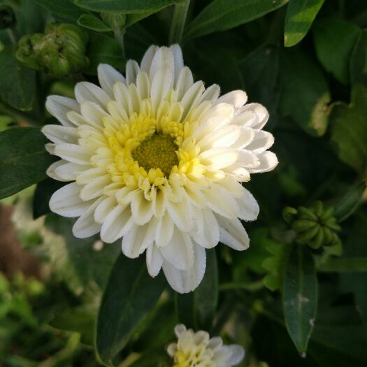 永城市 菊花苗 北京菊 苏白菊