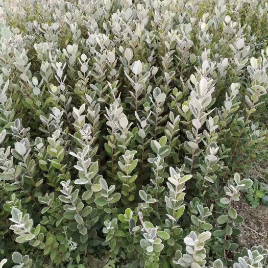 靖州县热情百香果苗 香菲果水果中的精品