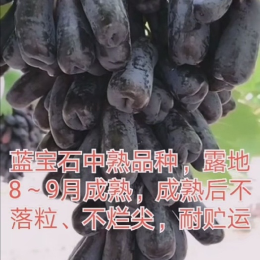 泰安 基地直供甜蜜蓝宝石阳光玫瑰，克伦生，金手指葡萄苗 品种纯正