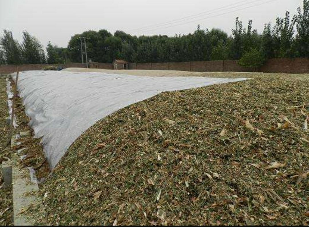 玉米青贮 质量保证、量大优惠，