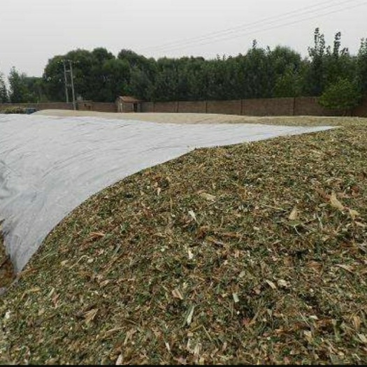 定兴县玉米青贮 质量保证、量大优惠，