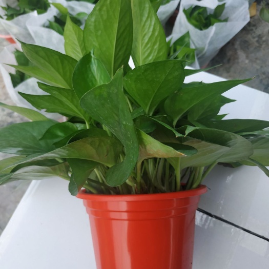 佛山 绿萝180AAA货