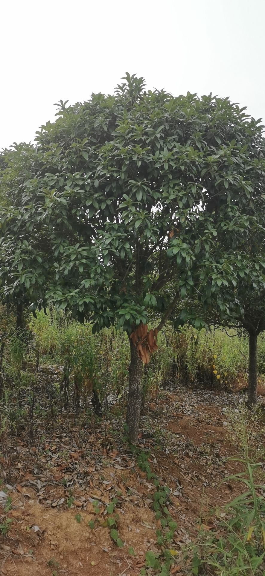 八月桂 大量桂花，规格齐全8公分160