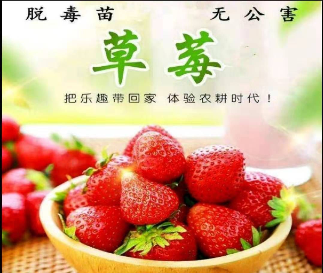  随珠草莓苗 保证成活率 保湿发货