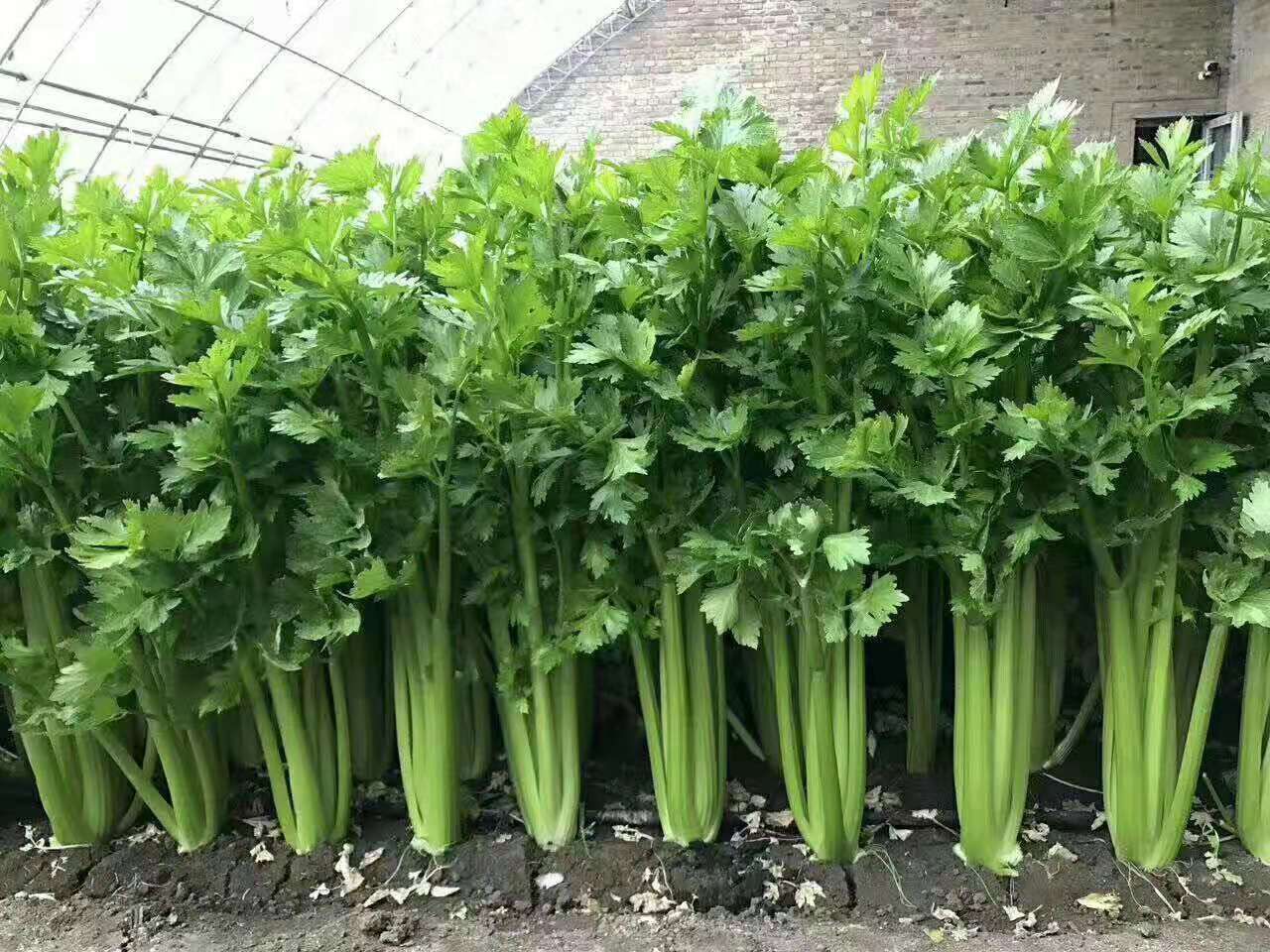 马其顿绿如意西芹种子  颜色绿 产量高 家庭菜园基地蔬菜种