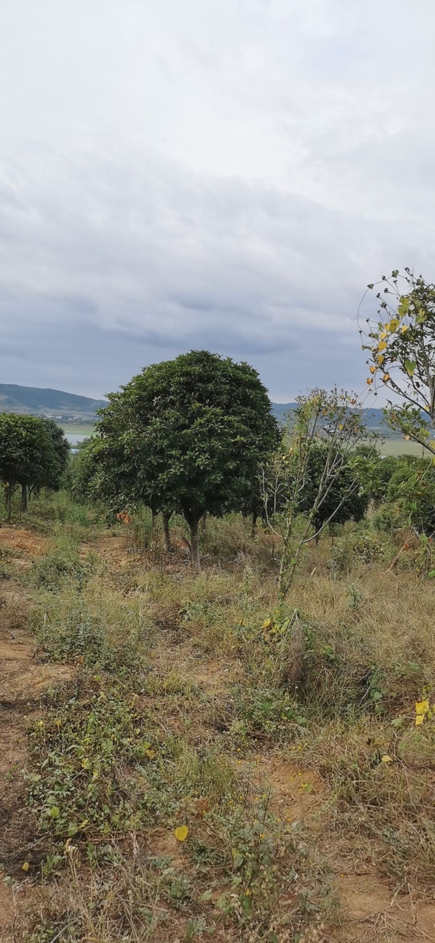 八月桂 大量桂花，规格齐全8公分160