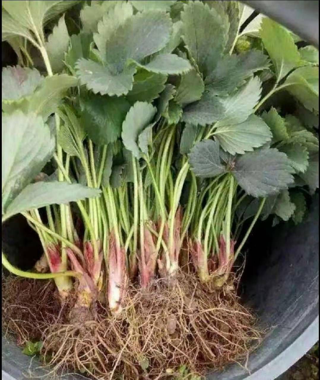  随珠草莓苗 保证成活率 保湿发货