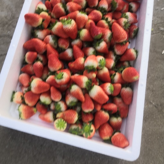 临沂妙香草莓 地头通货