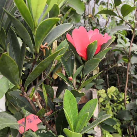  四季茶花居家风景树，