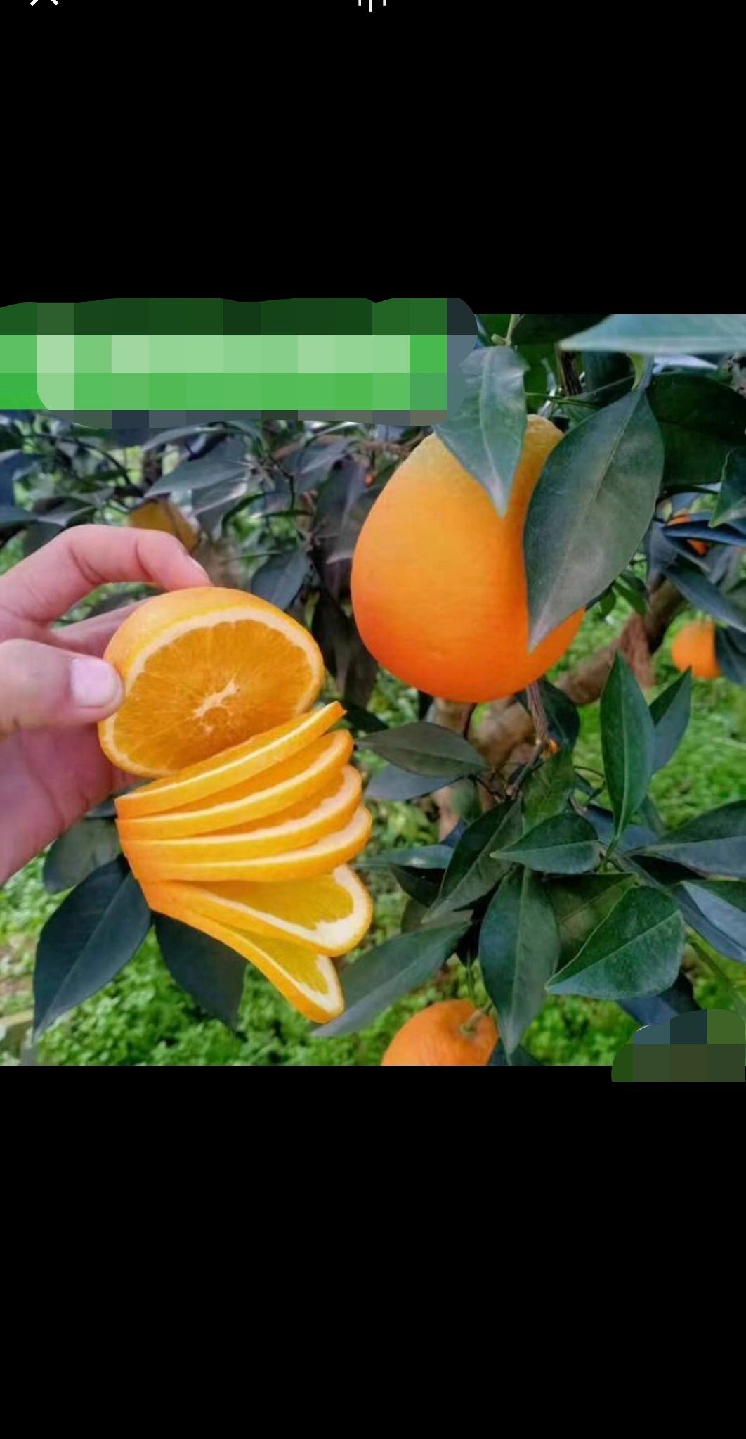  纽荷尔，长虹橙子