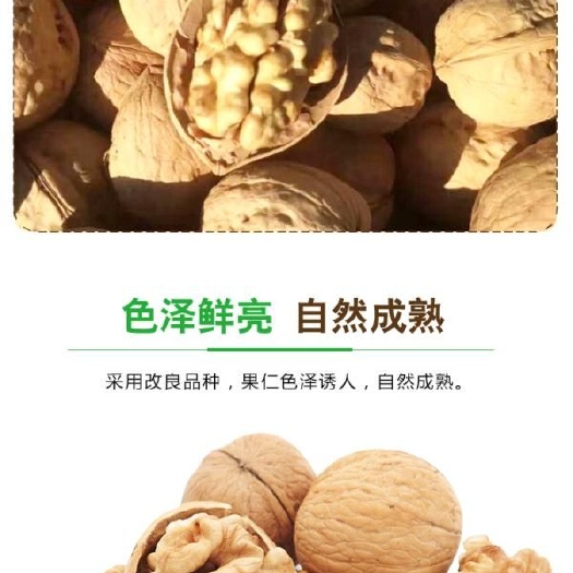 南漳县 薄壳核桃