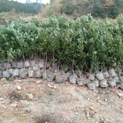 靖州县杨梅树 出售两年台梅东魁杯苗