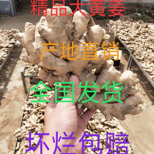 日照老姜  、大黄姜产地直销质优价廉